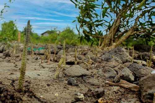 Nieuwe bomen bij Weg naar Zee